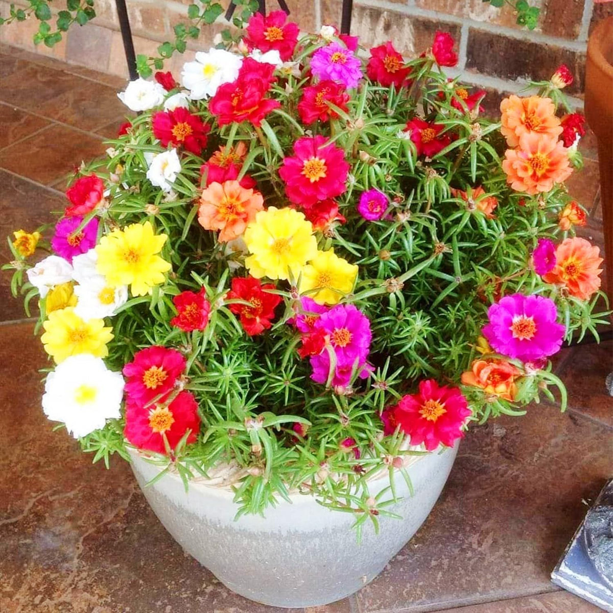 Moss Rose Heirloom Non-GMO Flower Seeds for Planting