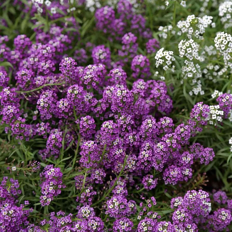 Alyssum Prost Violet Ground Cover Flowering Seeds For Planting