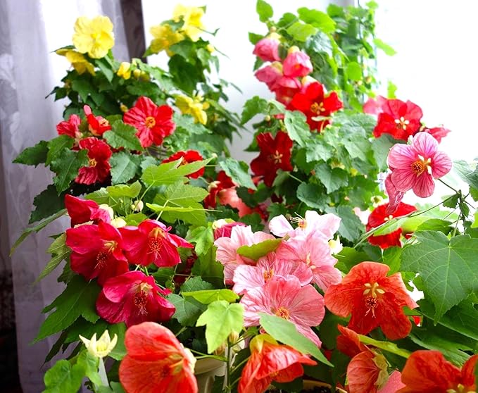 Abutilon hybridum Flowering Seeds For Planting in backyard garden or patio pots