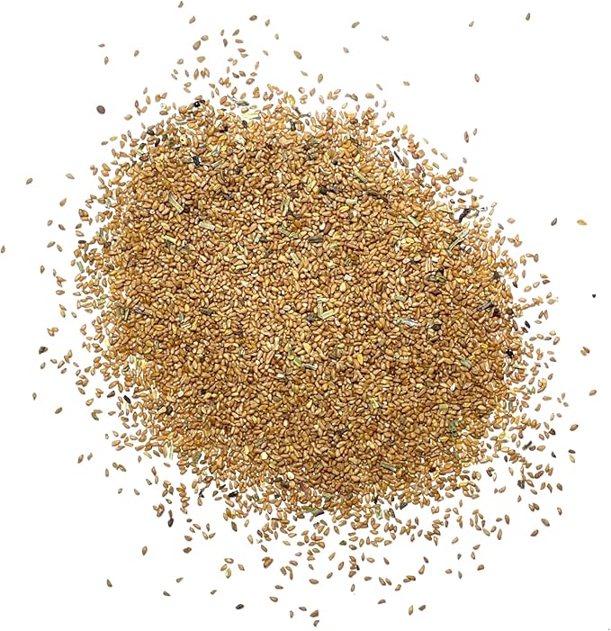 Showy Evening Primrose Seeds for planting