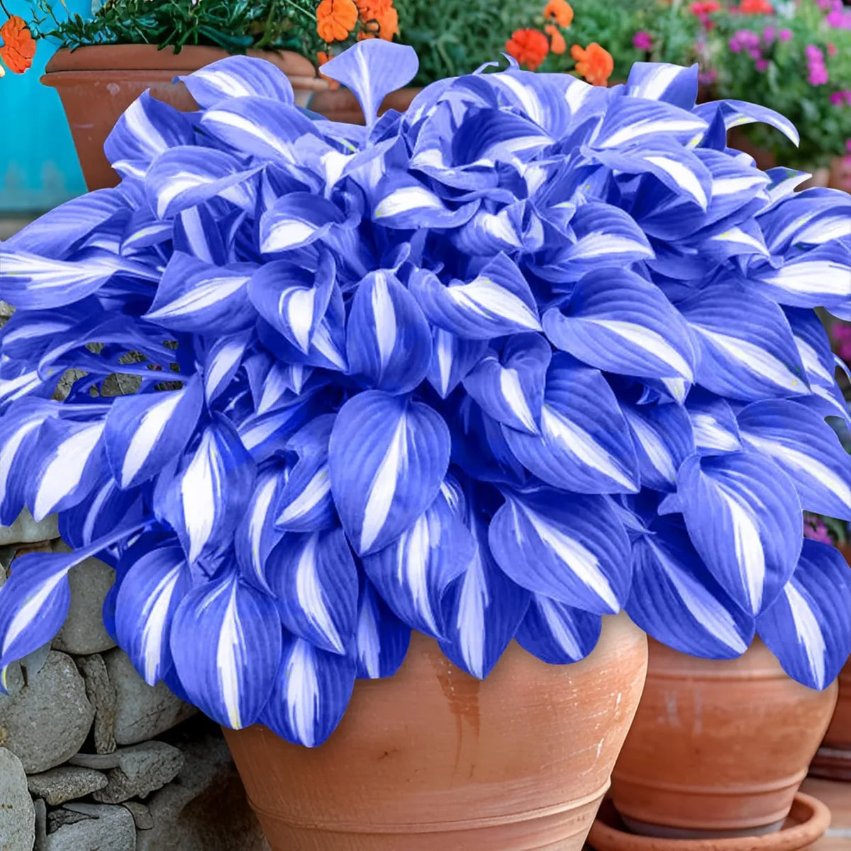 Heirloom Non-GMO Green Blue Hosta Plant Seeds for Planting