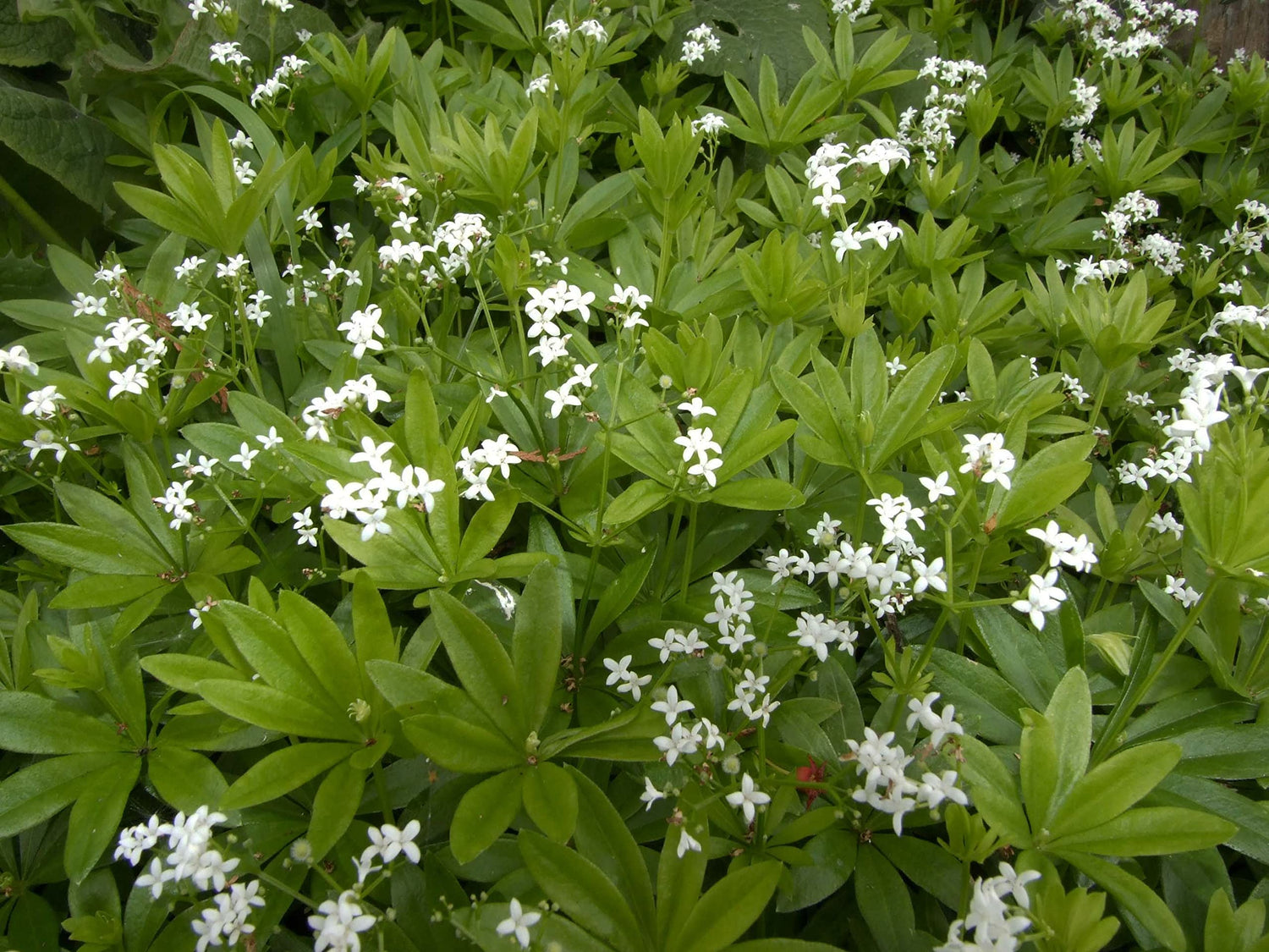 Sweet Woodruff Galium odoratum Seeds for Planting for Herb Garden