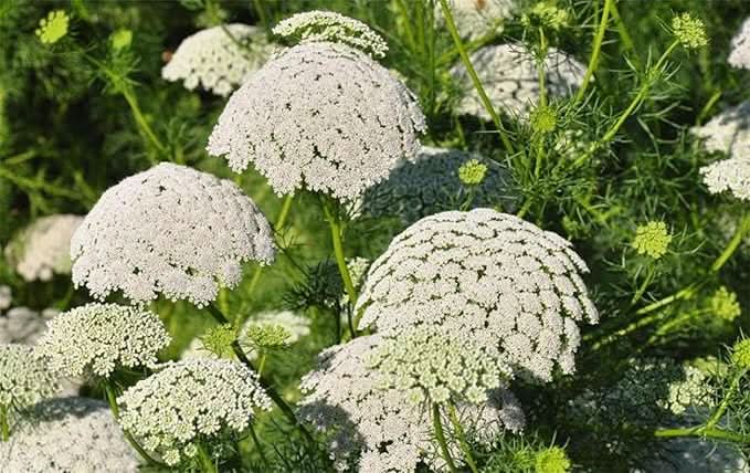 Baby’s Breath Fragrant Flower Seeds for Indoor & Garden
