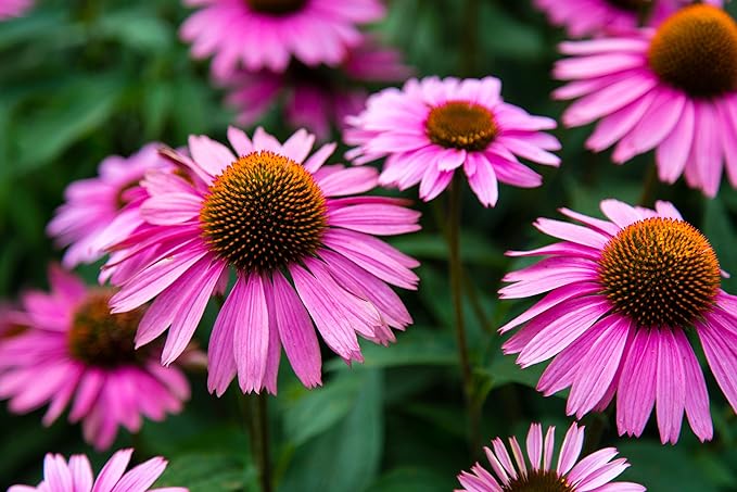 Cone Flower Echinacea purpurea Seeds for Planting in Wildflower Garden & Flower Bed