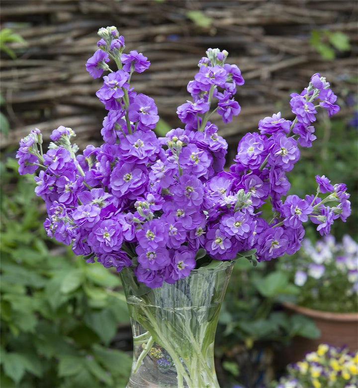 Heirloom Non-GMO Matthiola Flower Seeds for Planting – Fragrant Stock Garden Blooms