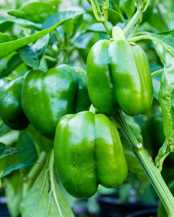 Bell Pepper Capsicum annuum sweet mix vegetable seeds for planting in home garden or grow bags