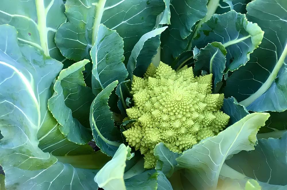 Broccoli Romanesco Bio-Gemüsesamen (Brassica oleracea) +