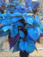 Heirloom Non-GMO Sky Blue Poinsettia Flower Seeds for Planting – Rare Colorful Blooming Flower Seeds seeds for planting in home garden