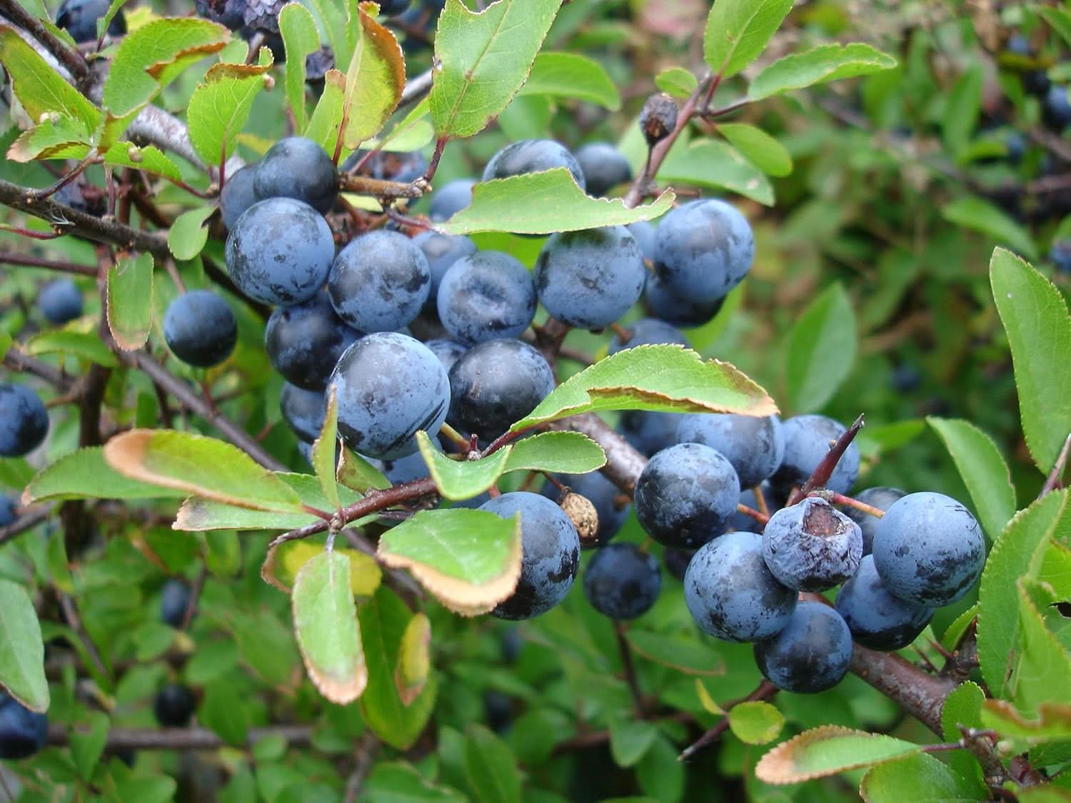 Blackthorn Fruit Seeds - Ideal for Growing Hardy and Tasty Fruits