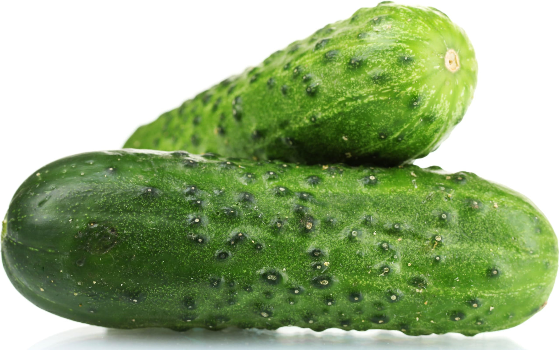 Heirloom Non-GMO Spacemaster Bush Cucumber Seeds