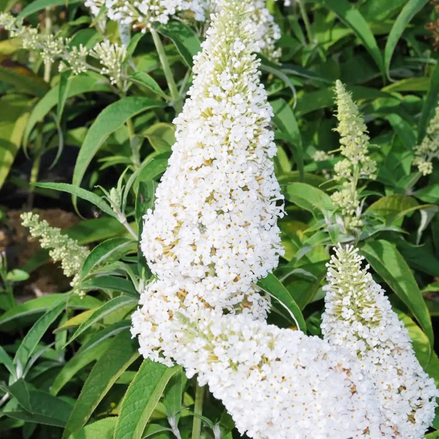 White Butterfly Bush Seeds