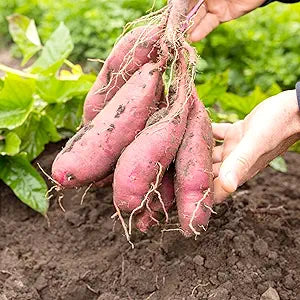 Sweet Potato Ipomoea batatas for planting in vegetable patch