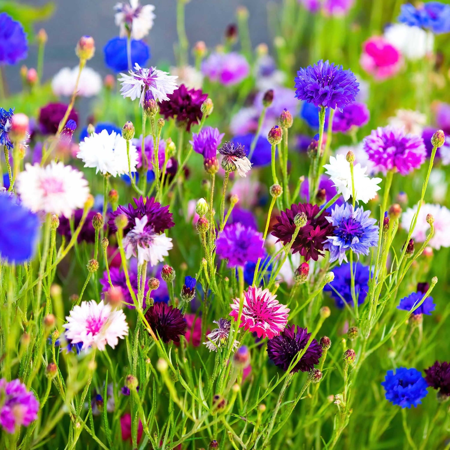 Bachelor Button Centaurea Cyanus Tall Mixed Colors Flower Seeds for Planting