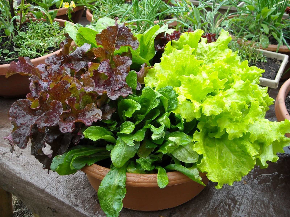 Mesclun Starburst Mix lettuce grown from seeds with a variety of leafy greens in different textures and colors