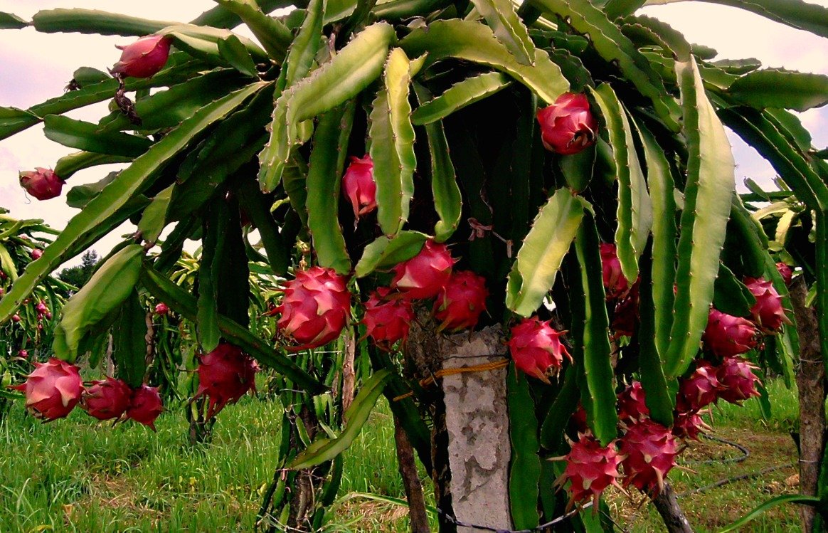 Pitaya (Hylocereus spp.) – Dragon Fruit