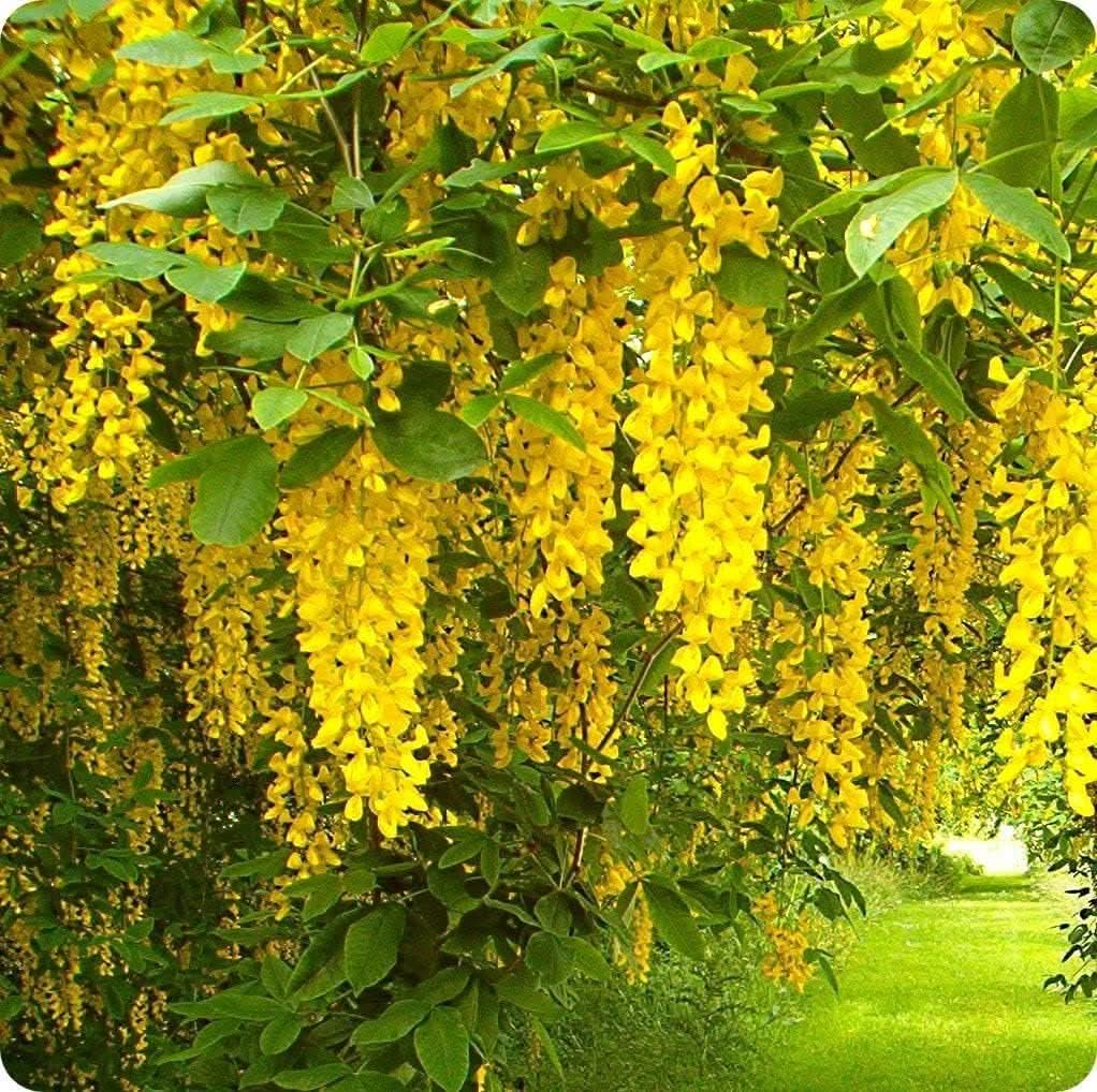 Blooming Flower Seeds for Planting