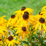 Rudbeckia Coneflower Rudbeckia hirta for planting in wildflower garden