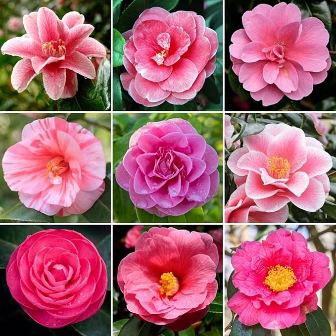 Rainbow Camellia (Camellia spp.) Seeds for Planting for Garden and Flower Bed