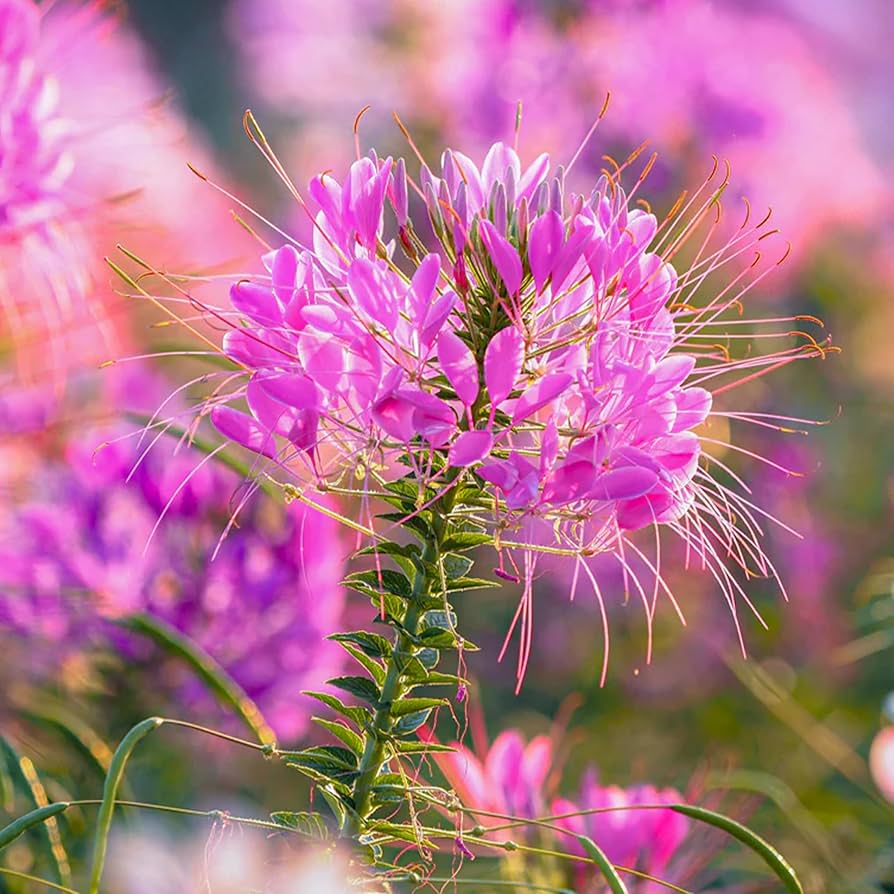 Flower Centaurea Cyanus Violet Queen Seeds for Planting – Ideal for Home Garden and Cottage-Style Flower Beds
