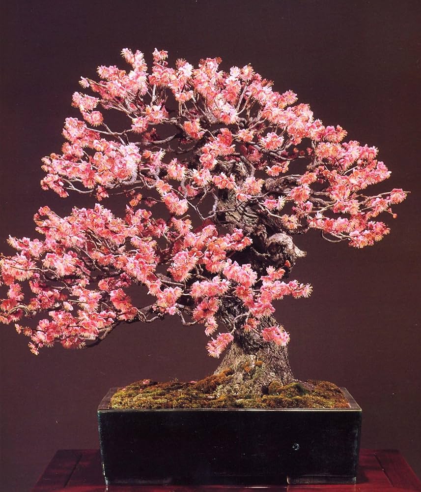 Dwarf Sakura Prunus serrulata cherry blossom tree seeds for small home garden planting