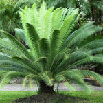 Green Cycads Planting Seeds for Garden NON GMO Seeds Dhara Seeds