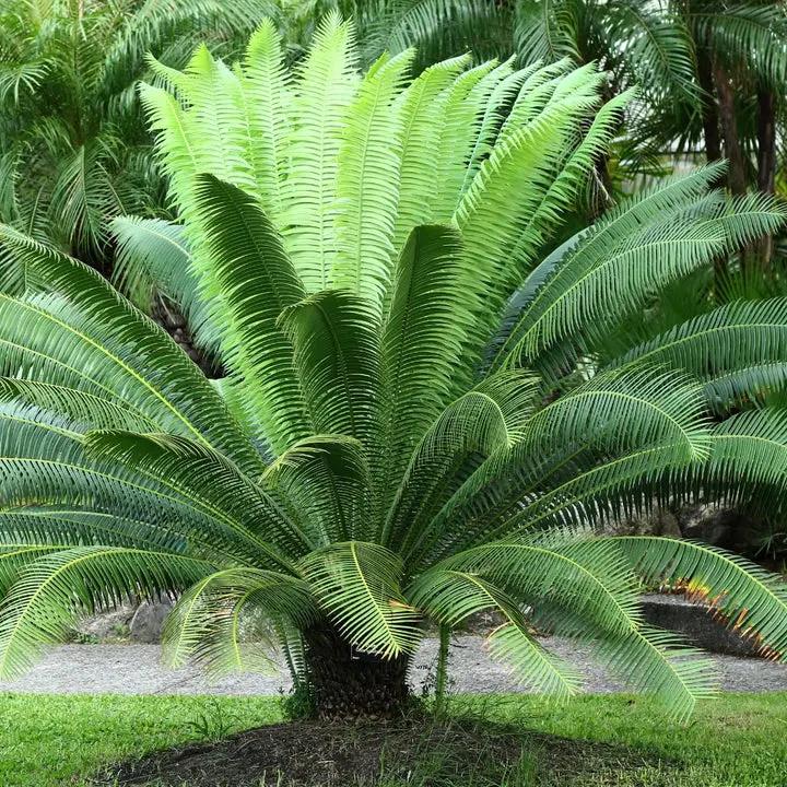 Green Cycads Planting Seeds for Garden NON GMO Seeds Dhara Seeds