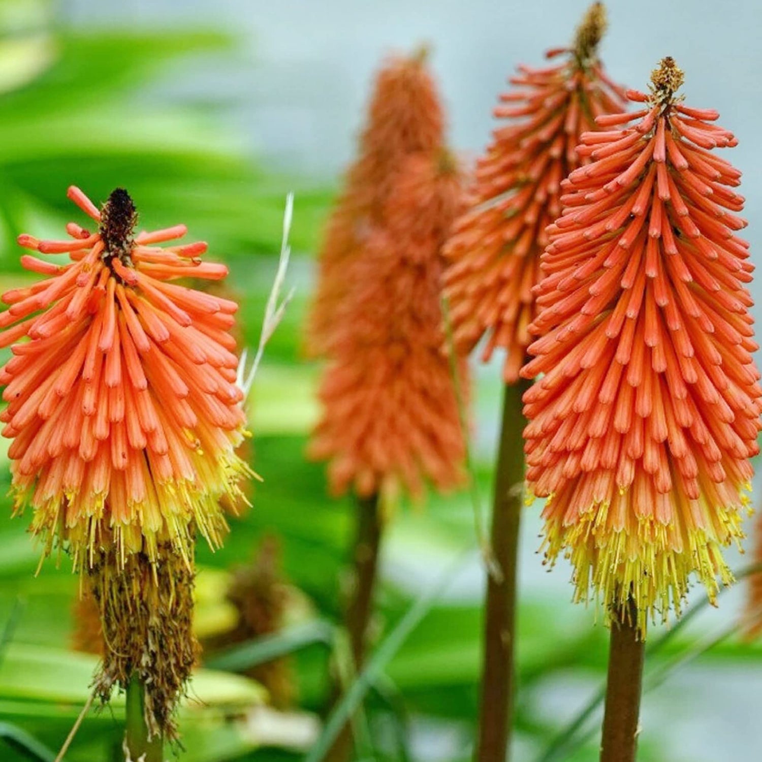 Red Hot Poker Uvaria Mix Kniphofia Seeds for Planting for Flower Bed