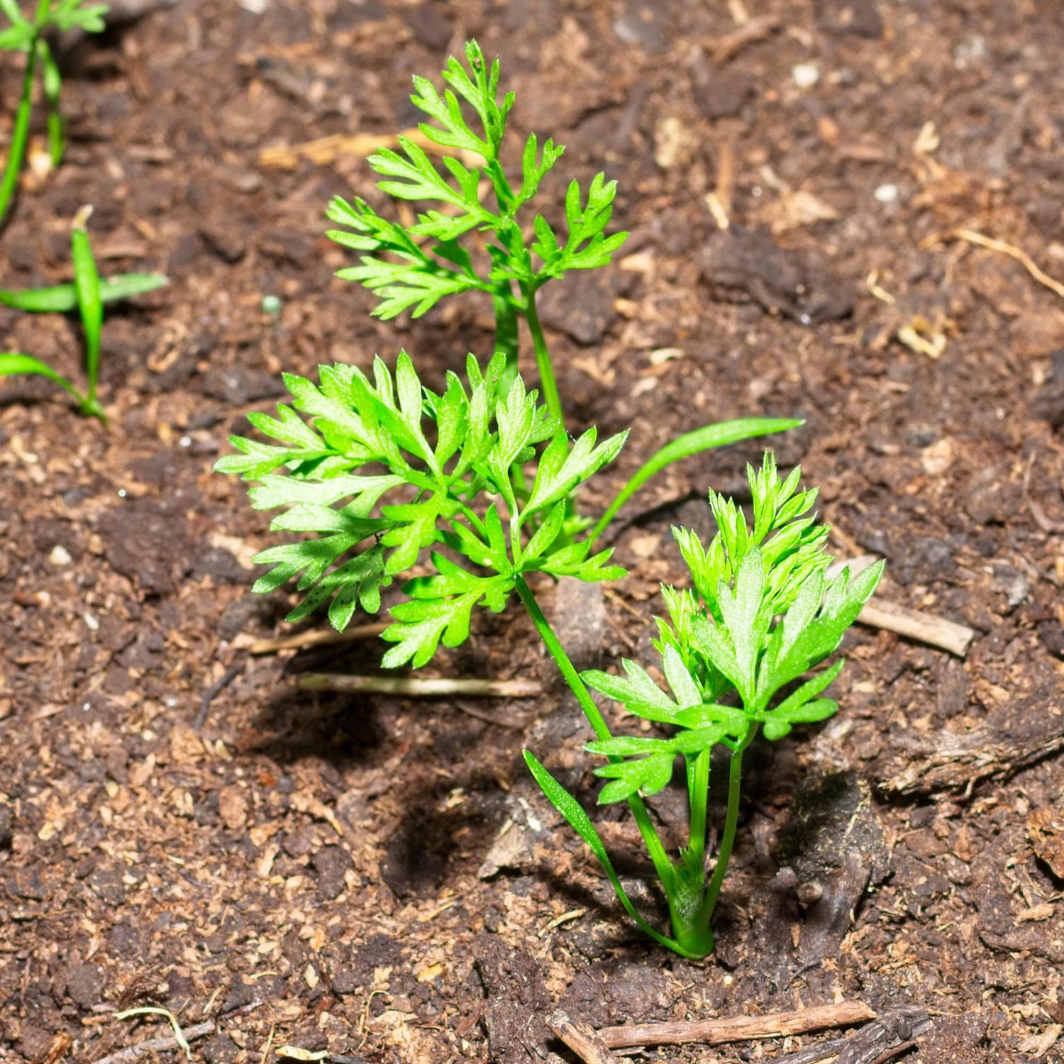 Paris Carrot Daucus carota Vegetable Seeds for Planting in Urban Garden and Vegetable Patch