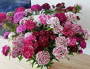 Dianthus Dianthus chinensis flower seeds for planting in indoor pots or home garden flower beds