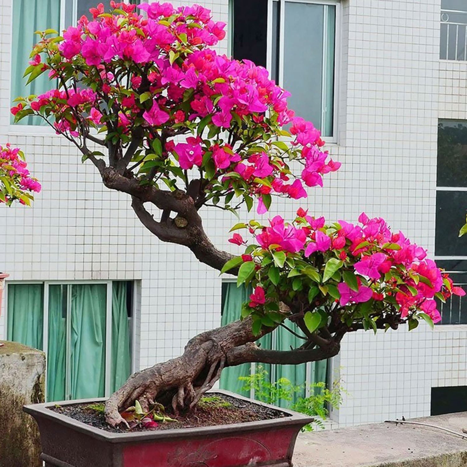 Bougainvillea Bougainvillea spectabilis flower seeds for planting in backyard trellises