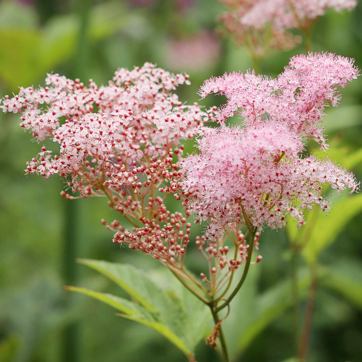 True Meadowsweet seeds for planting – perennial flowering plant seeds with fragrant creamy white blooms and green foliage, suitable for gardens, meadows, and wetlands