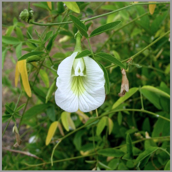Clitoria Flower Seeds for Planting, White Blooms, 100 pcs