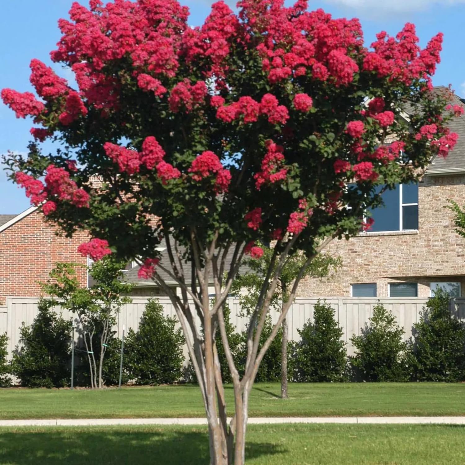 Red Crepe Myrtle Seeds