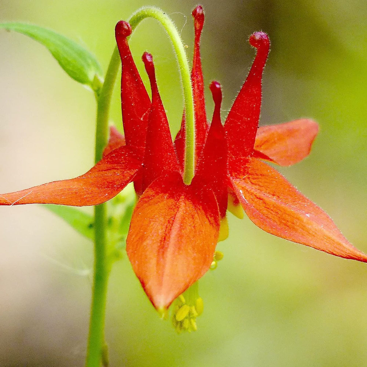 Columbine Aquilegia vulgaris for planting in flower bed