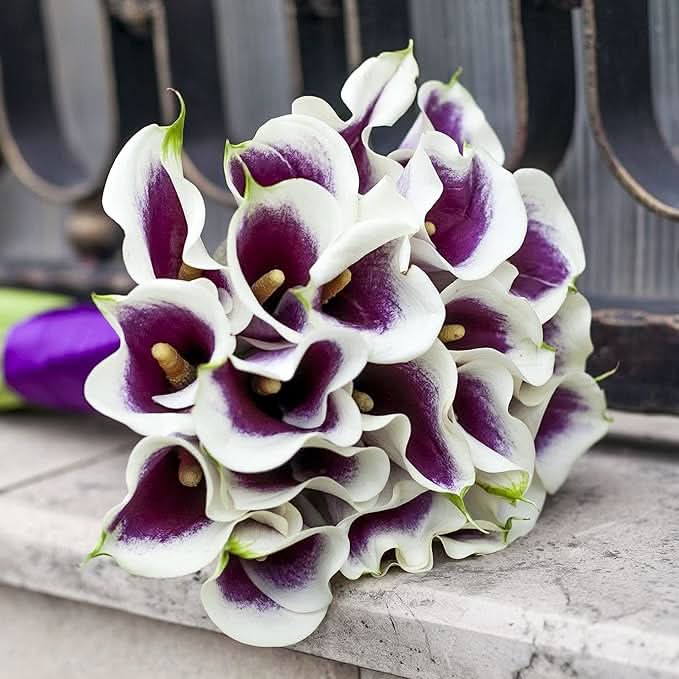 Calla Lily Zantedeschia Aethiopica Flower Seeds for Planting in Indoor Pots and Moist Garden Areas