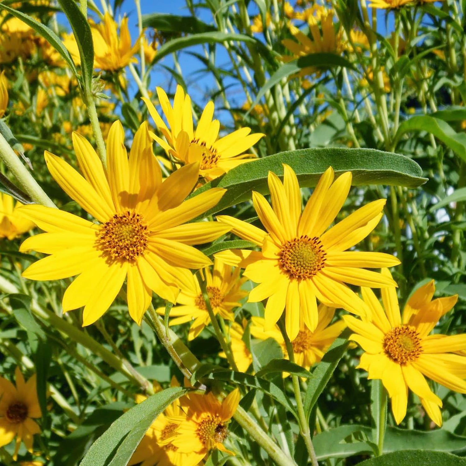 Sunflower Helianthus Maximilianus Flower Seeds for Planting – Perennial Variety for Pollinator Gardens and Tall Borders