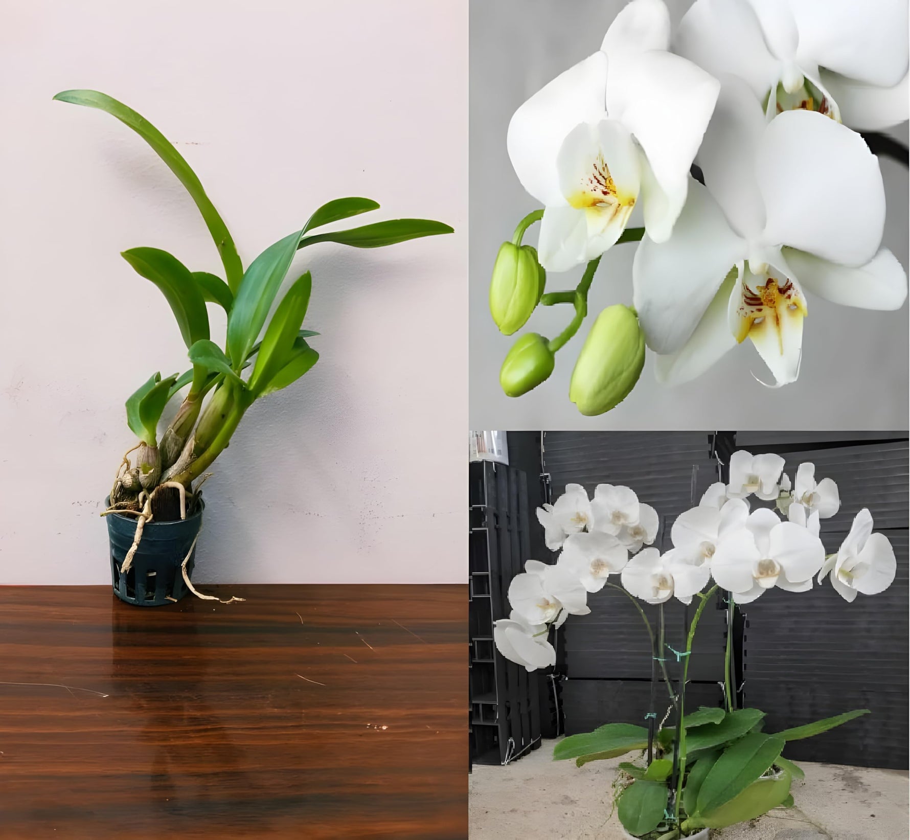 Phalaenopsis Orchid Seeds for Indoor Gardening