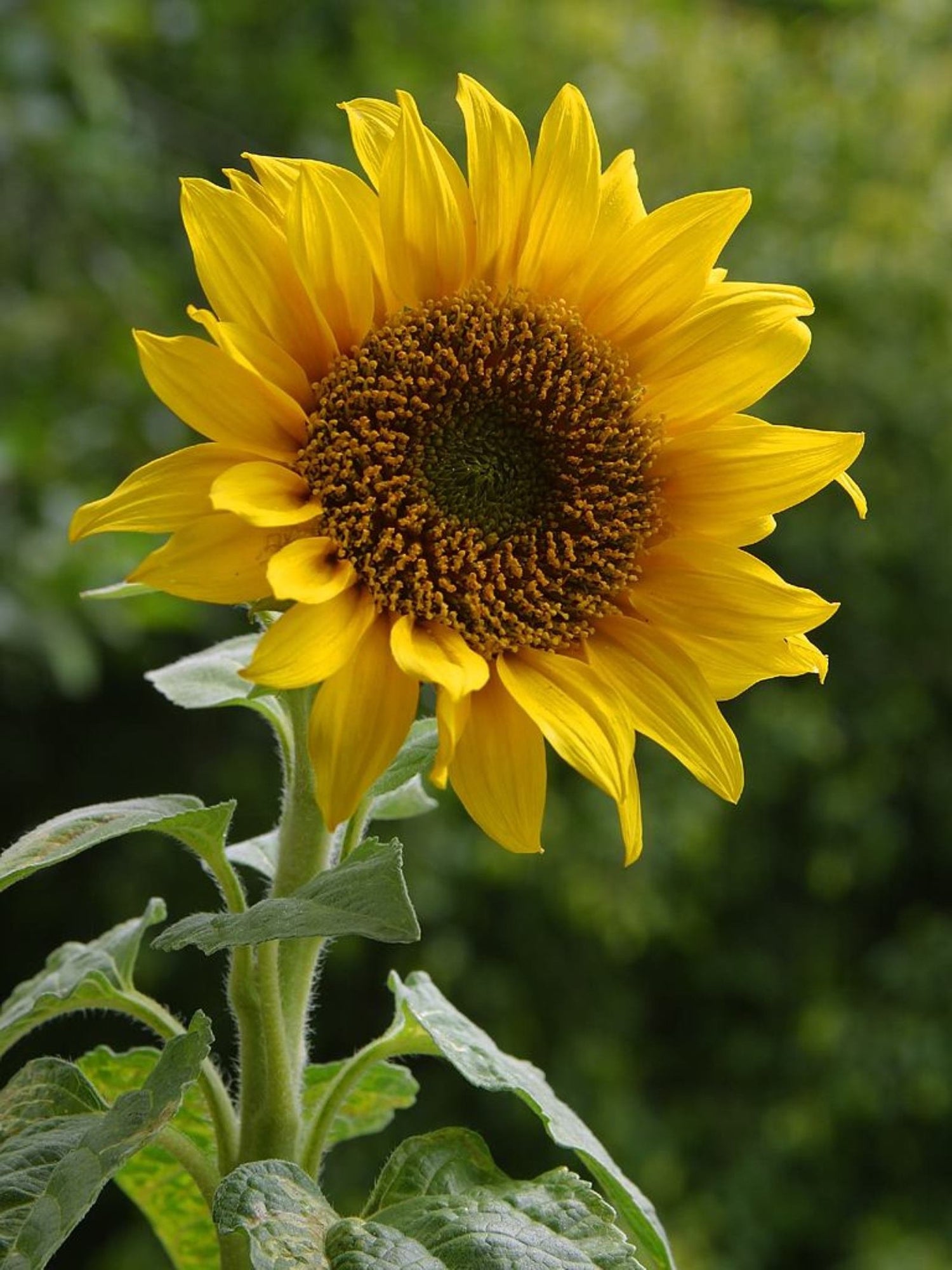 Sunflower Blossom Helianthus annuus Seeds for Planting Yellow