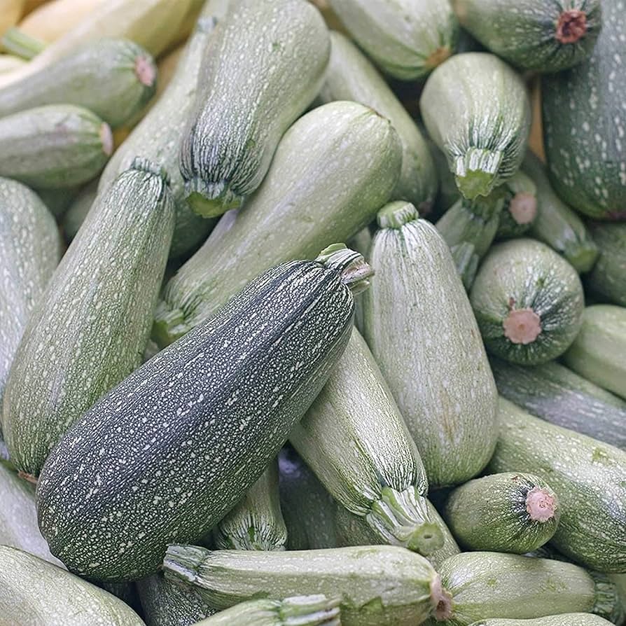 Zucchini Cucurbita Pepo Gray Heirloom Vegetable Seeds for Planting – Suitable for Kitchen Garden and Summer Harvest