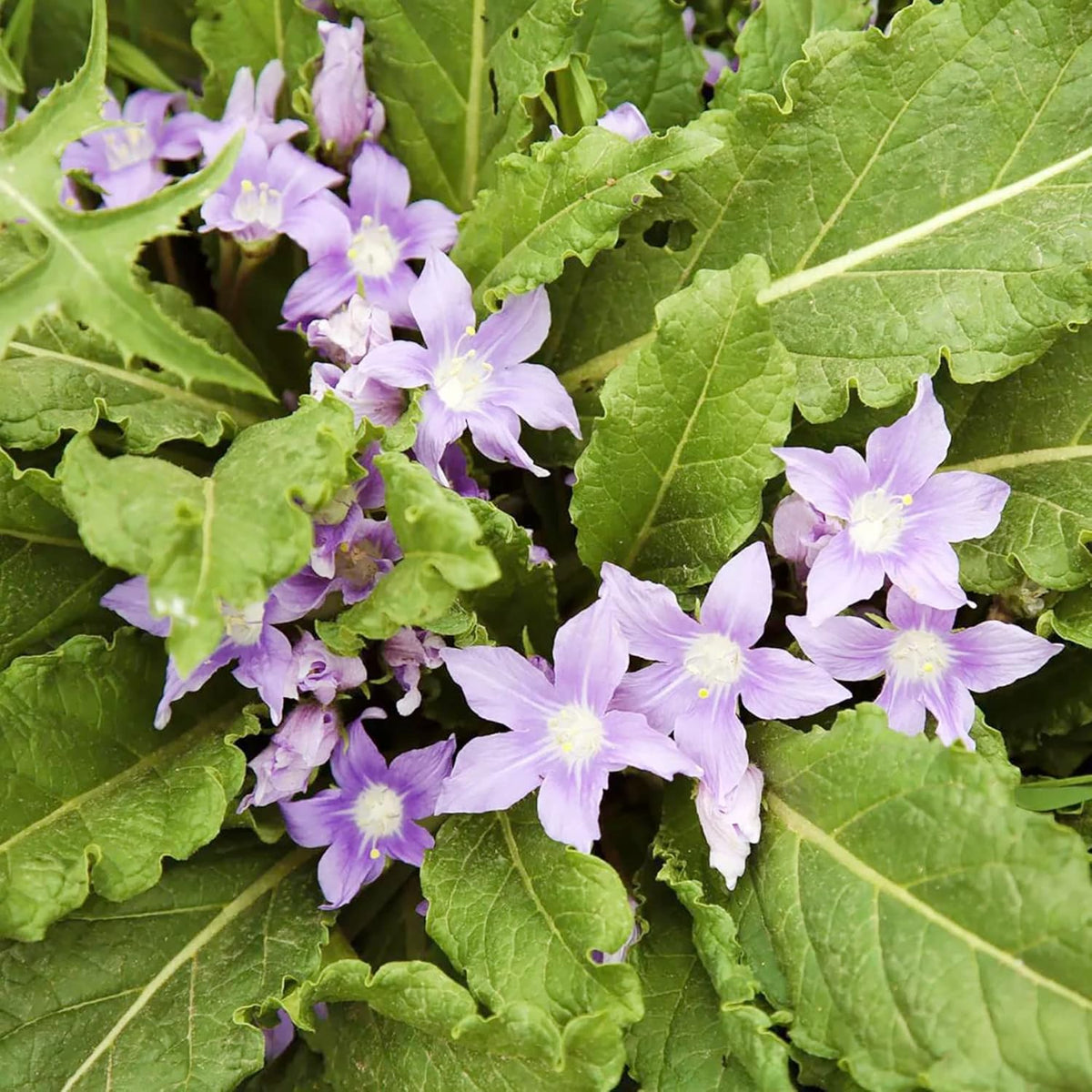Mandrake Flower Seeds for Planting - 100 pcs for planting in your garden.