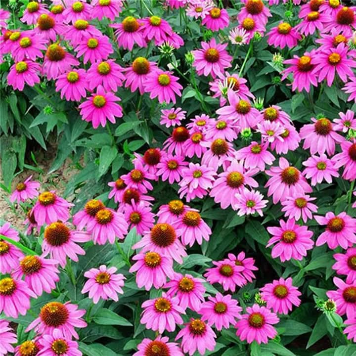 Baby Pink Echinacea Wildflower Seeds for Planting - To attract Pollinators and Butterflies