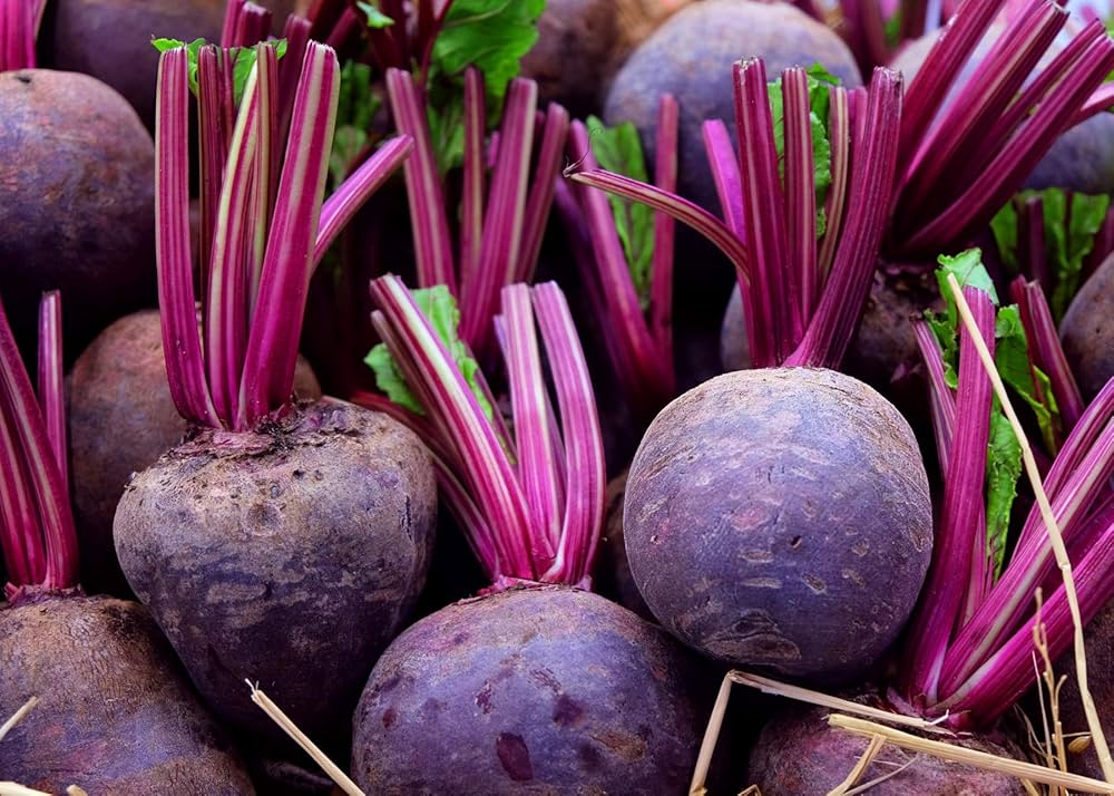 Moulin Rouge Hybrid Beet Seeds | Sweet Dark Burgundy Cylindrical Beets – Heirloom, Non-GMO, High Germination Organic Garden Seeds
