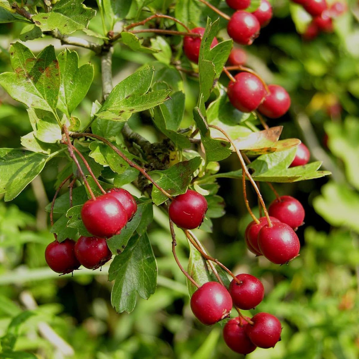 Mayhaw (Crataegus opaca) Seeds