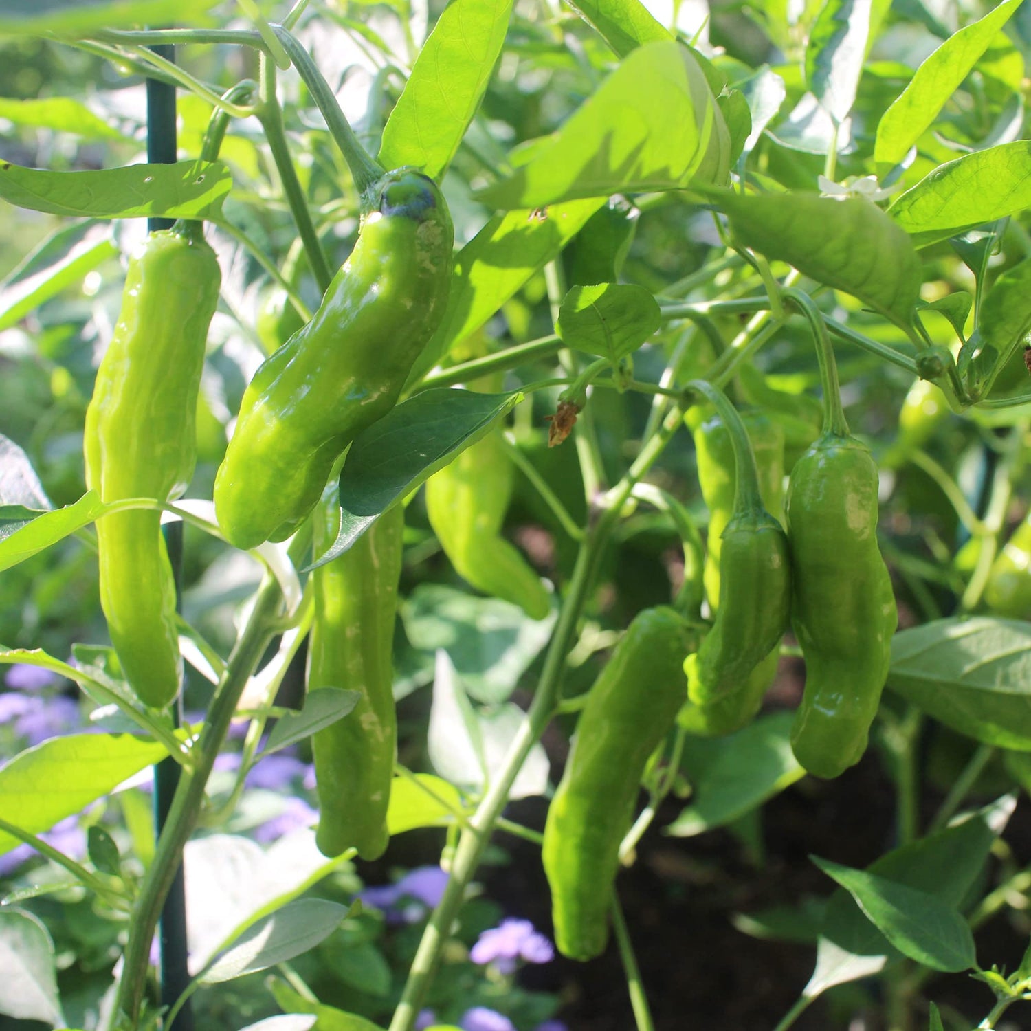 Shishito Pepper Capsicum annuum Seeds for Planting vegetable patch urban garden