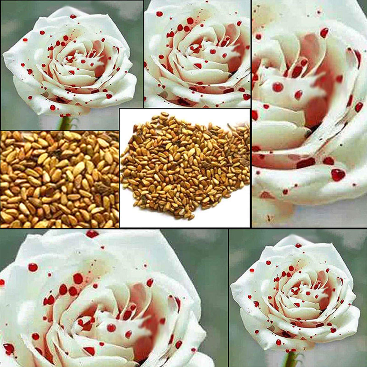 White Blood Rose Rosa spp. flower seeds for planting in backyard gardening and patio containers