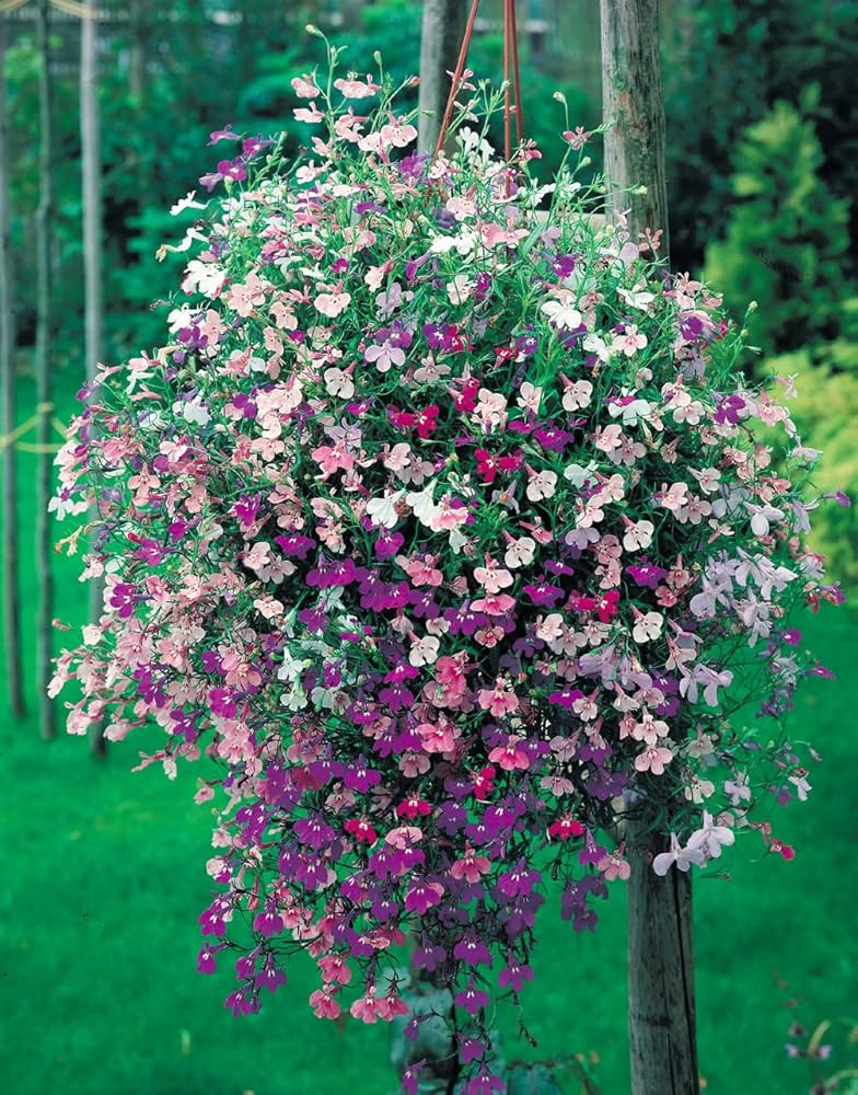 Lobelia Lobelia Erinus Flower Seeds for Planting in Hanging Baskets and Vertical Garden Spaces