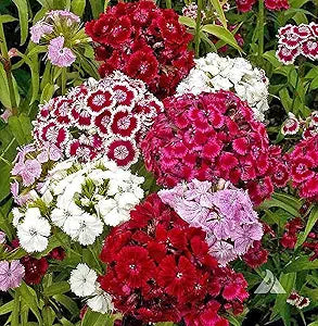 Sweet William Dianthus Barbatus Flowering Seeds For Planting in garden borders or indoor containers