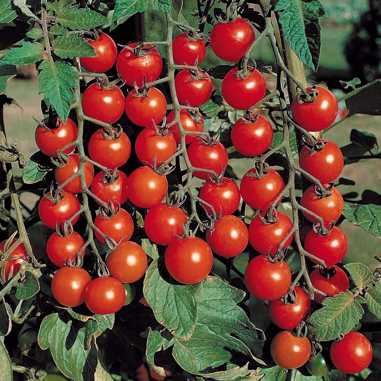 Crazy Cherry Tomato Solanum lycopersicum Vegetable Seeds for Planting in Vegetable Patch
