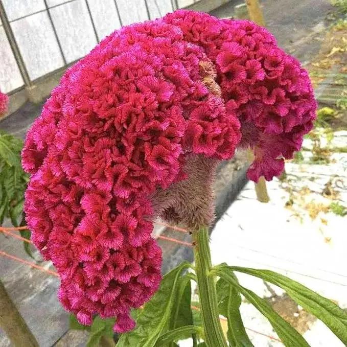 Dark Pink Celosia Seeds for Planting - NON GMO Seeds Dhara Seeds