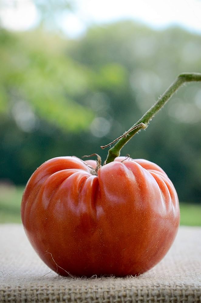 Marianna's Peace Heirloom Tomato Seeds Pieces for Garden